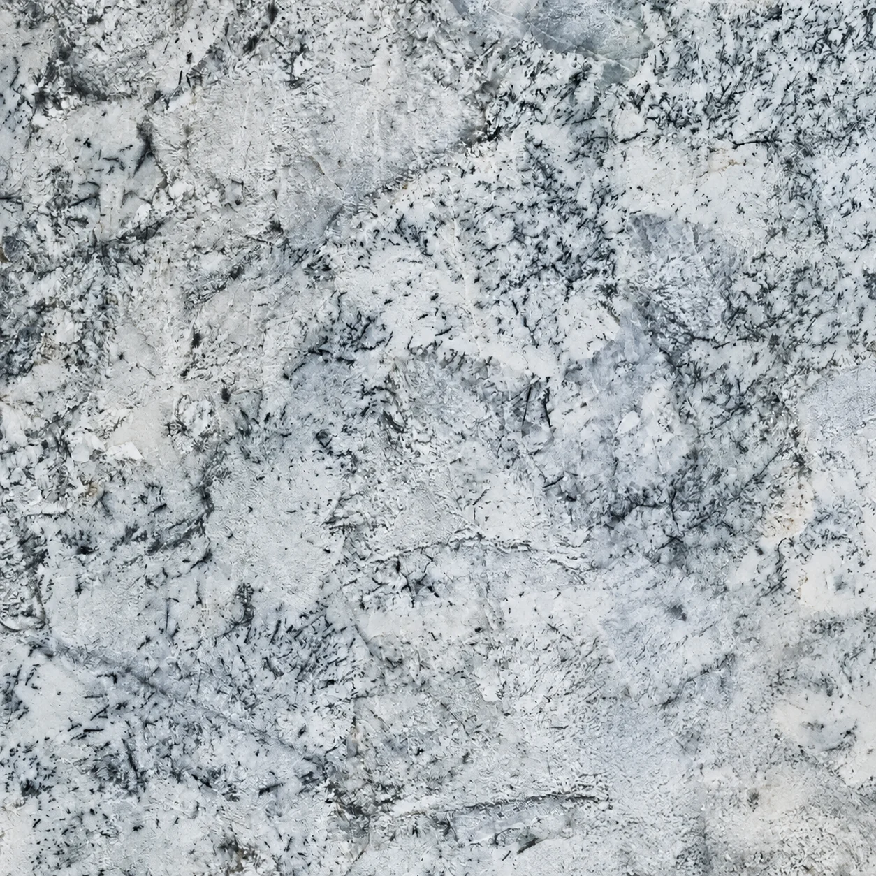 Arctic White — photograph 3